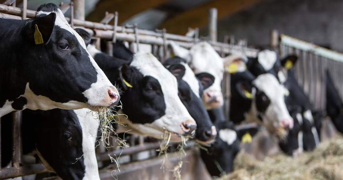 USA: quatrième cas humain de grippe aviaire lié à une épidémie chez les vaches