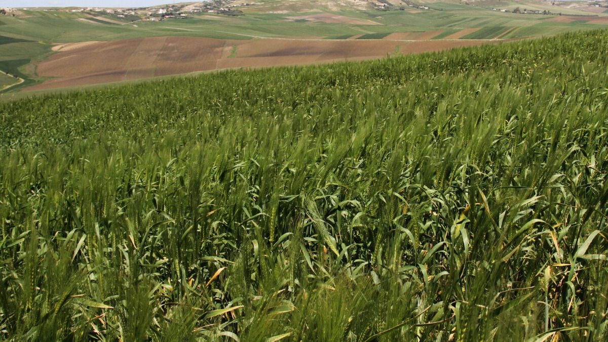agriculture champ blé maroc