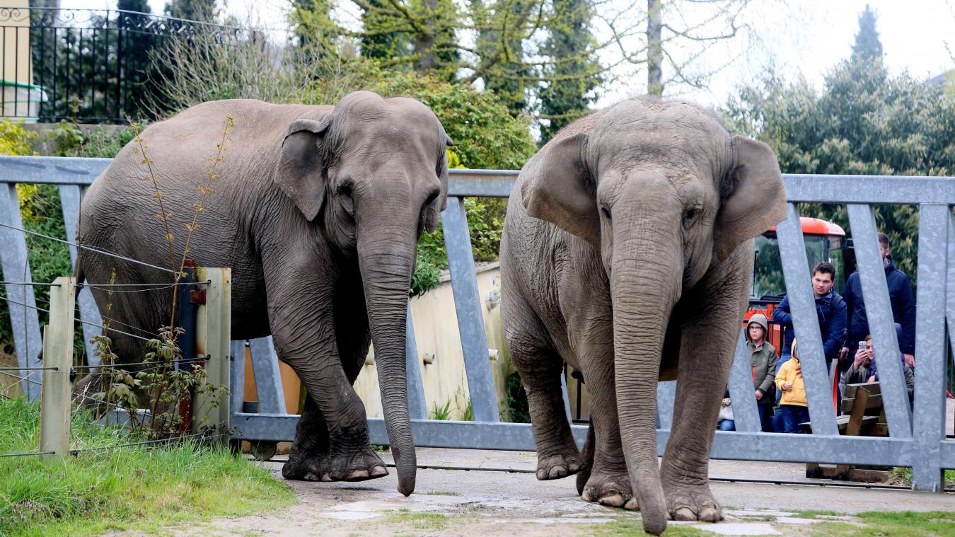 jana praya pairi daizi zoo ain sebaa