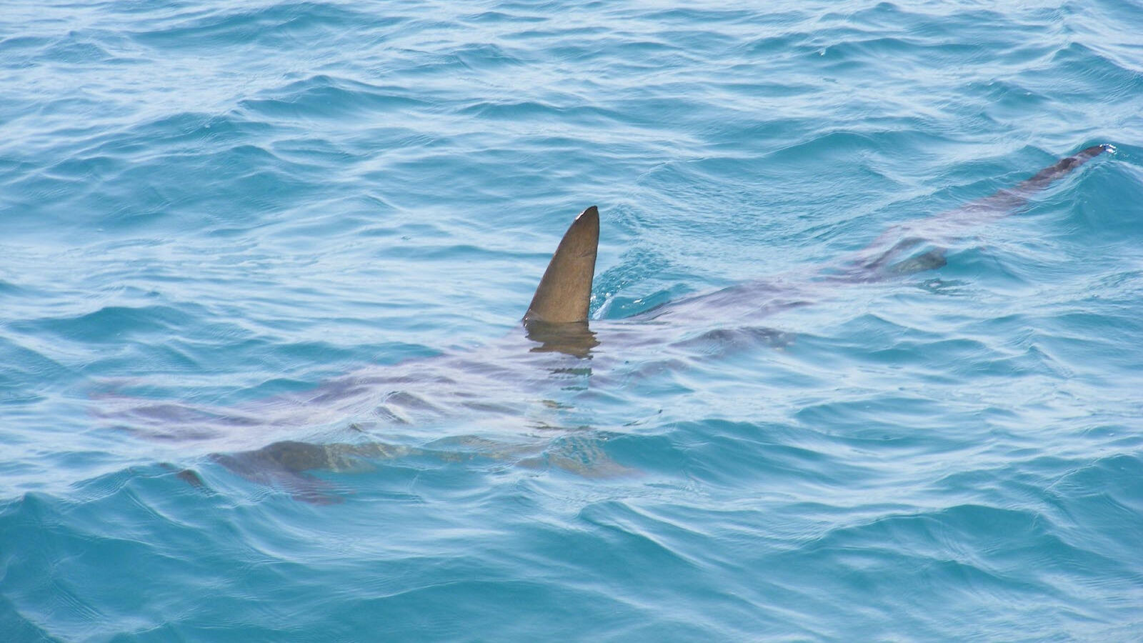 requin eau (2)