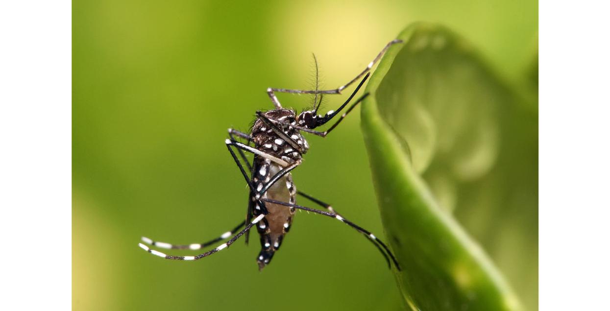 Aedes aegypti