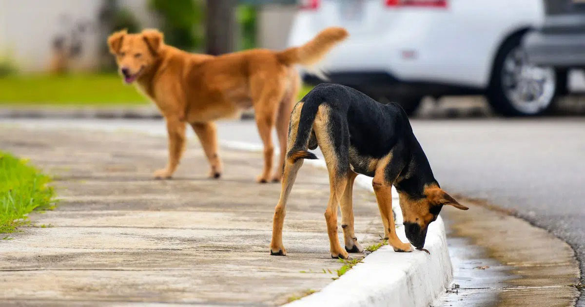 Au Maroc, vers une réduction durable du phénomène des chiens errants