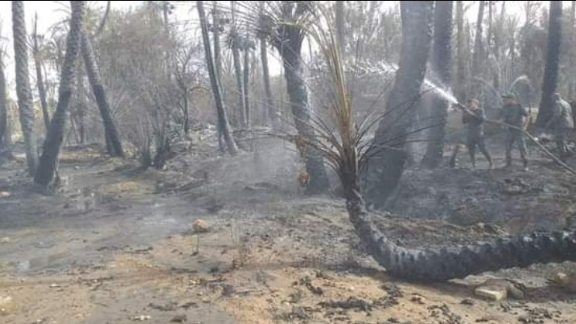 Incendie dans une oasis à Tata