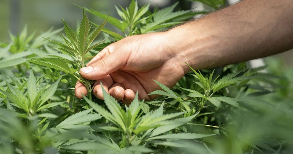 Sept questions pour comprendre la loi sur les usages licites du cannabis