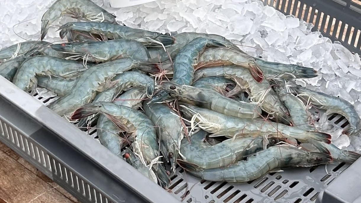gambas