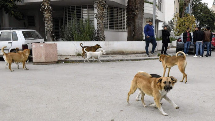Chiens