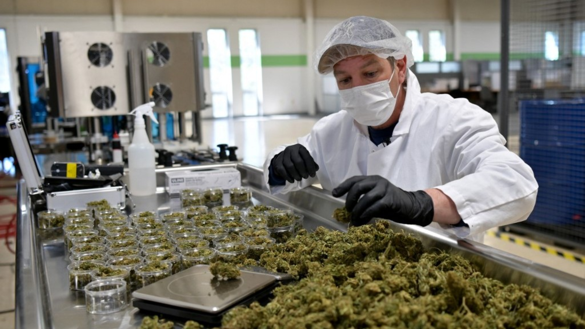 Immersion dans l'usine de transformation du cannabis