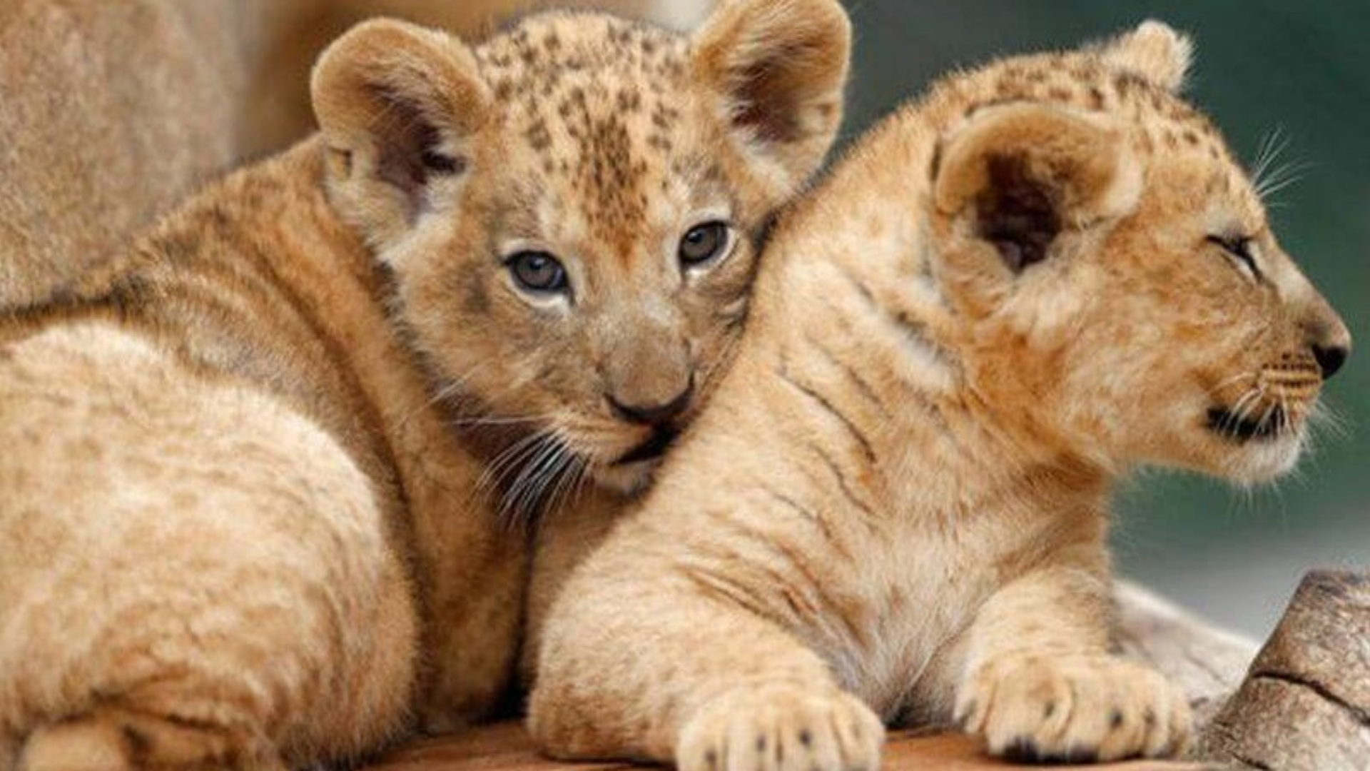 Un lionceau de l'Atlas né au mois d'août au jardin zoologique national de Rabat (JZN), sera présenté aux visiteurs à partir du dimanche