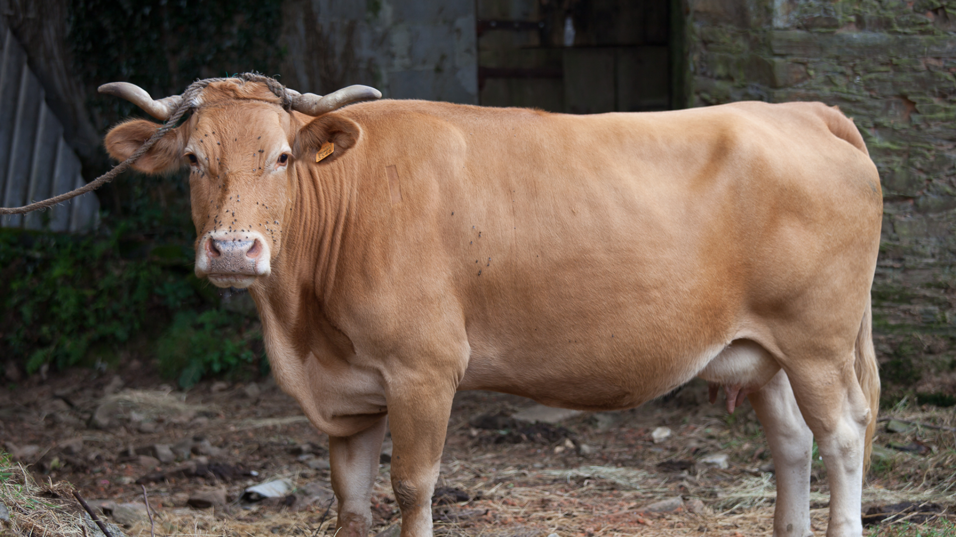 La race espagnole de Rubia Gallega a fait son entrée sur le marché marocain, une race qui jusqu'ici n'a jamais été exportée.  