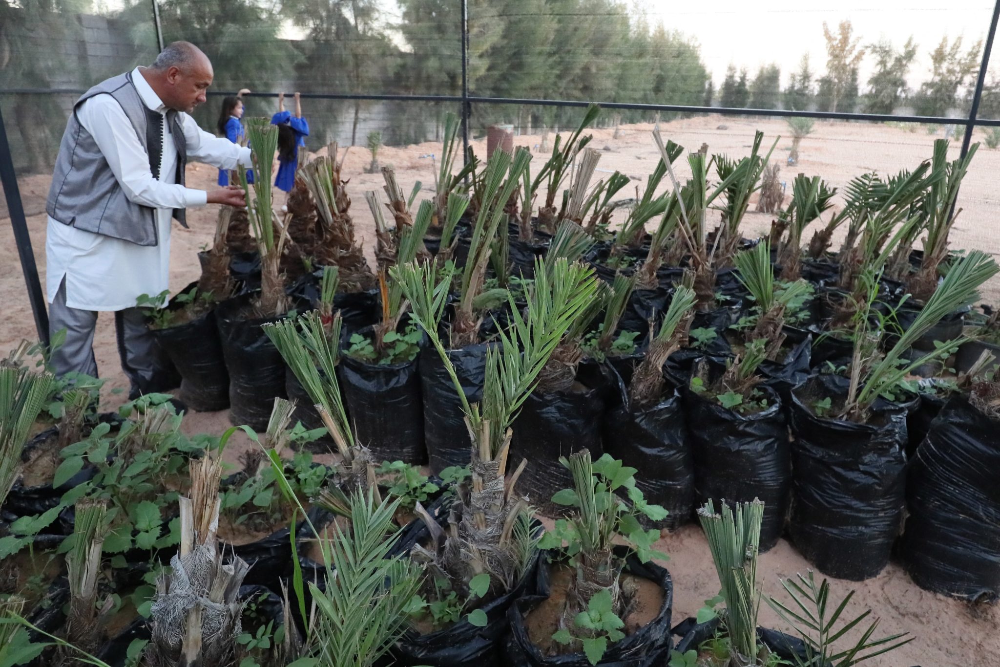 libya agriculture dates