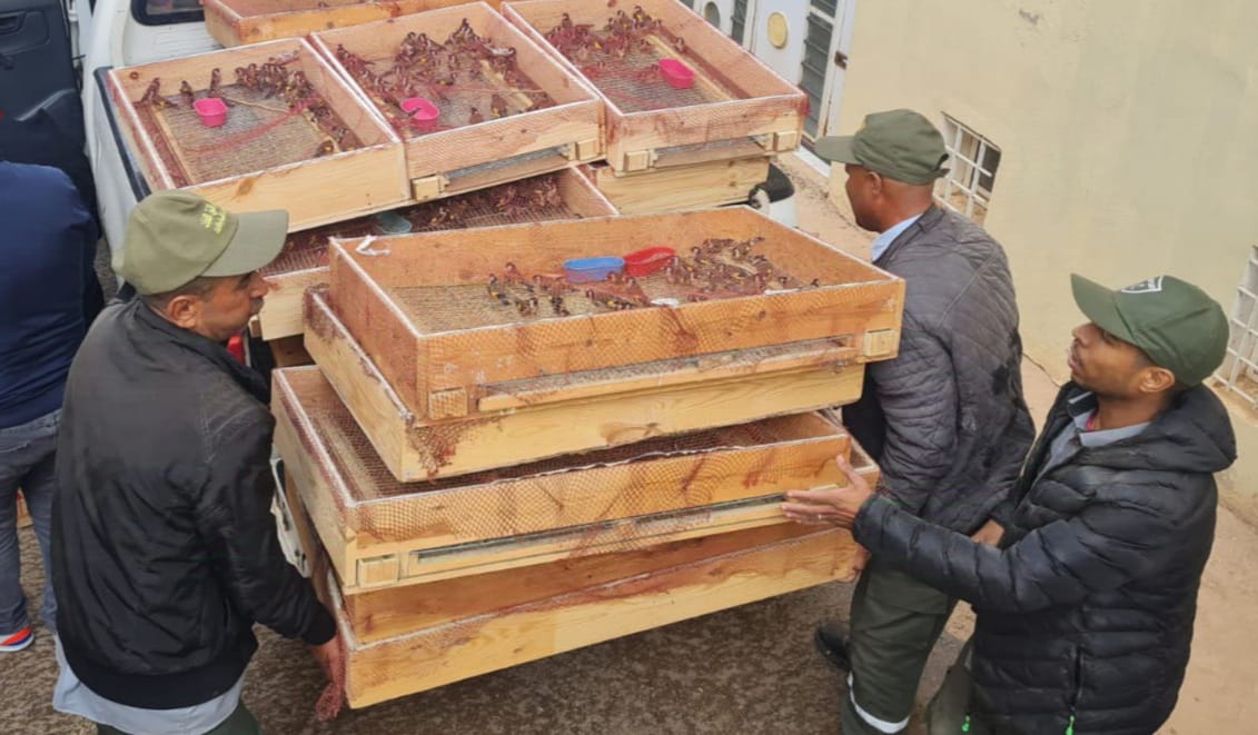 L’ANEF renforce la lutte contre le braconnage du chardonneret élégant au Maroc