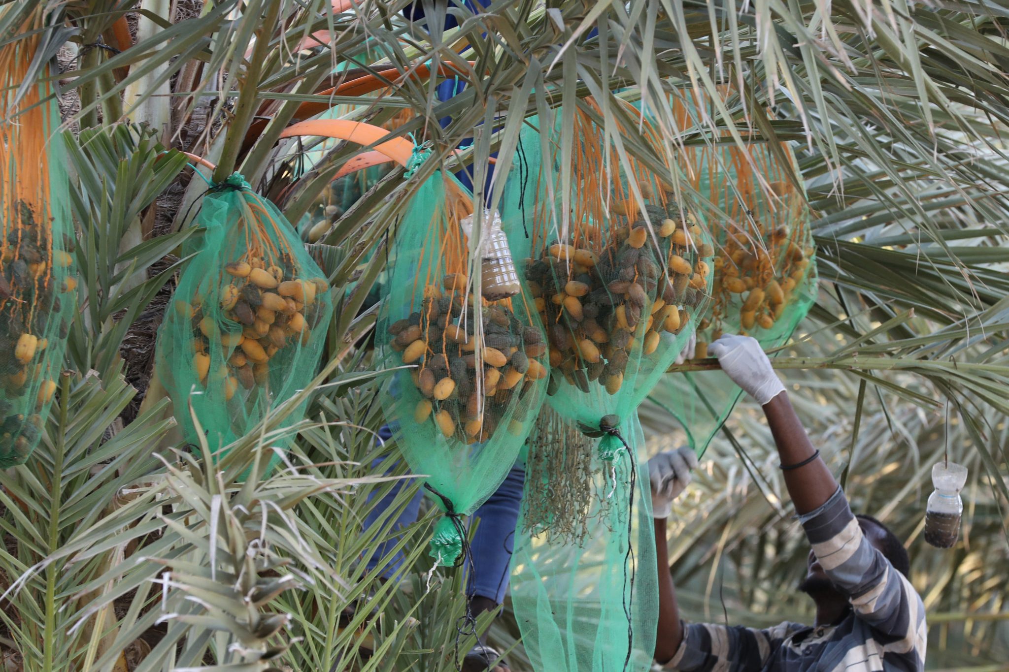 libya agriculture dates