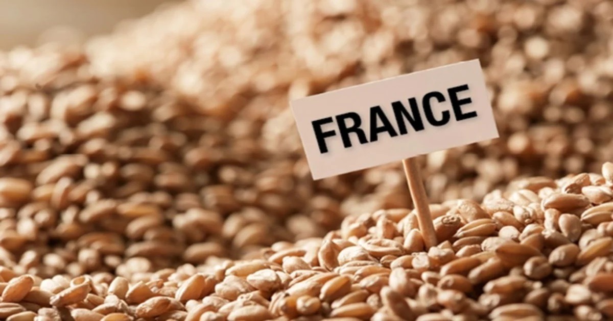 blé français
