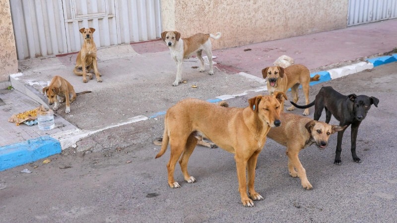 chiens errants casablanca