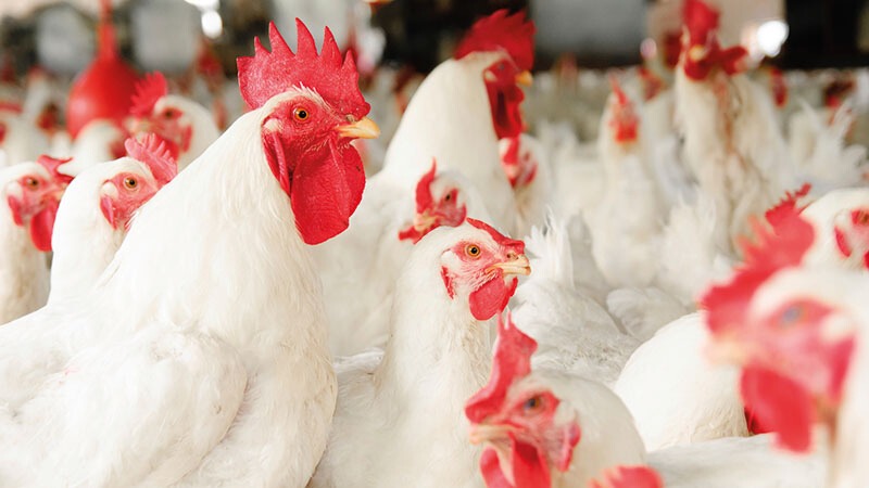 hausse des prix du poulet