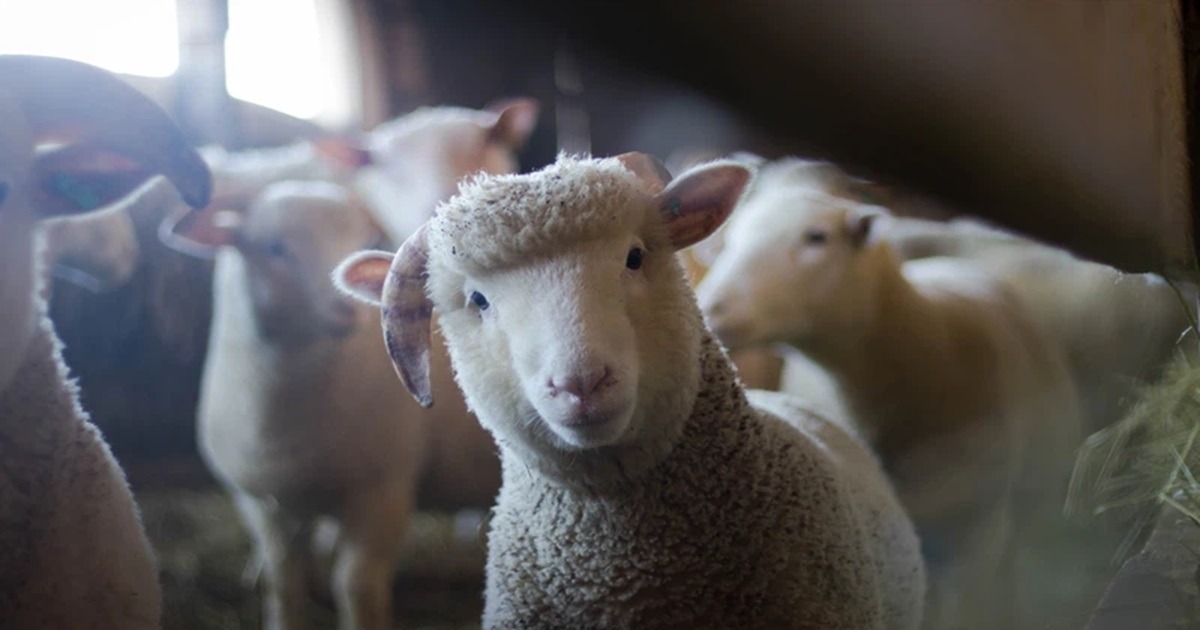 mouton australie