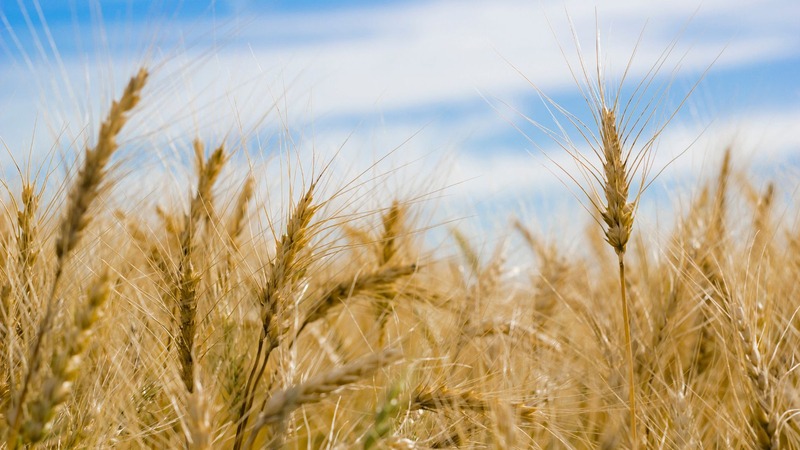 céréales fourragères