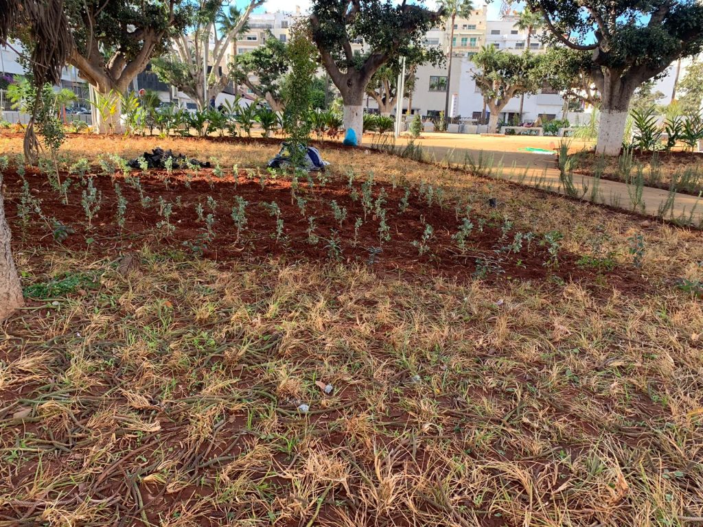 jardin 4
