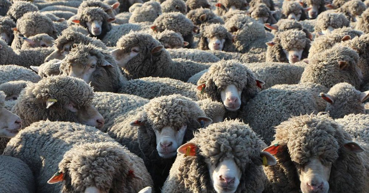 Pénurie de moutons au Maroc : 100.000 ovins australiens en renfort pour l’Aïd Al-Adha