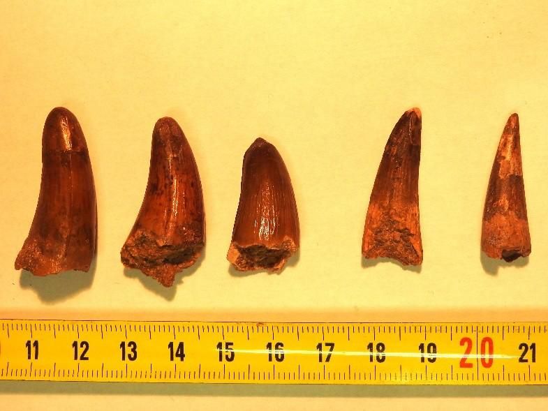 dents de dinosaures