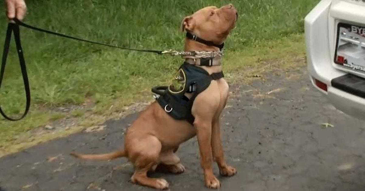 Aux Etats-Unis, un chien tire accidentellement sur son maître et le blesse