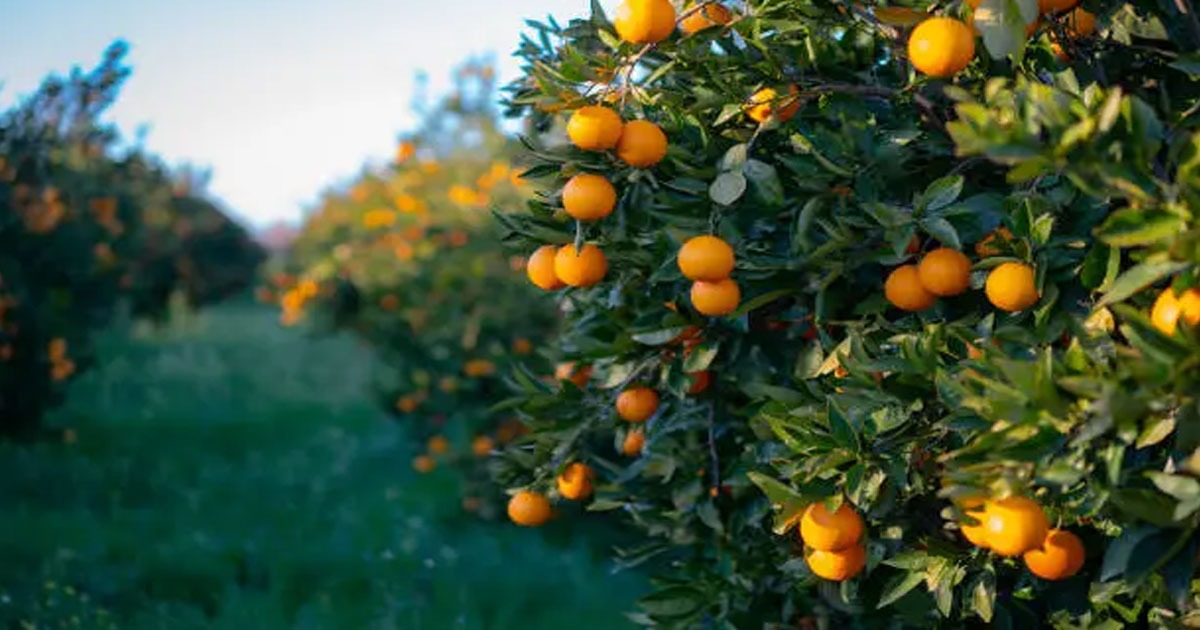 Azilal : Les dernières précipitations renforcent la productivité des arbres fruitiers (ORMVAT)