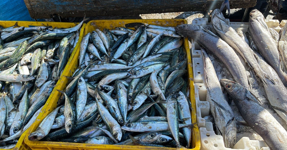 Pêche Sardine