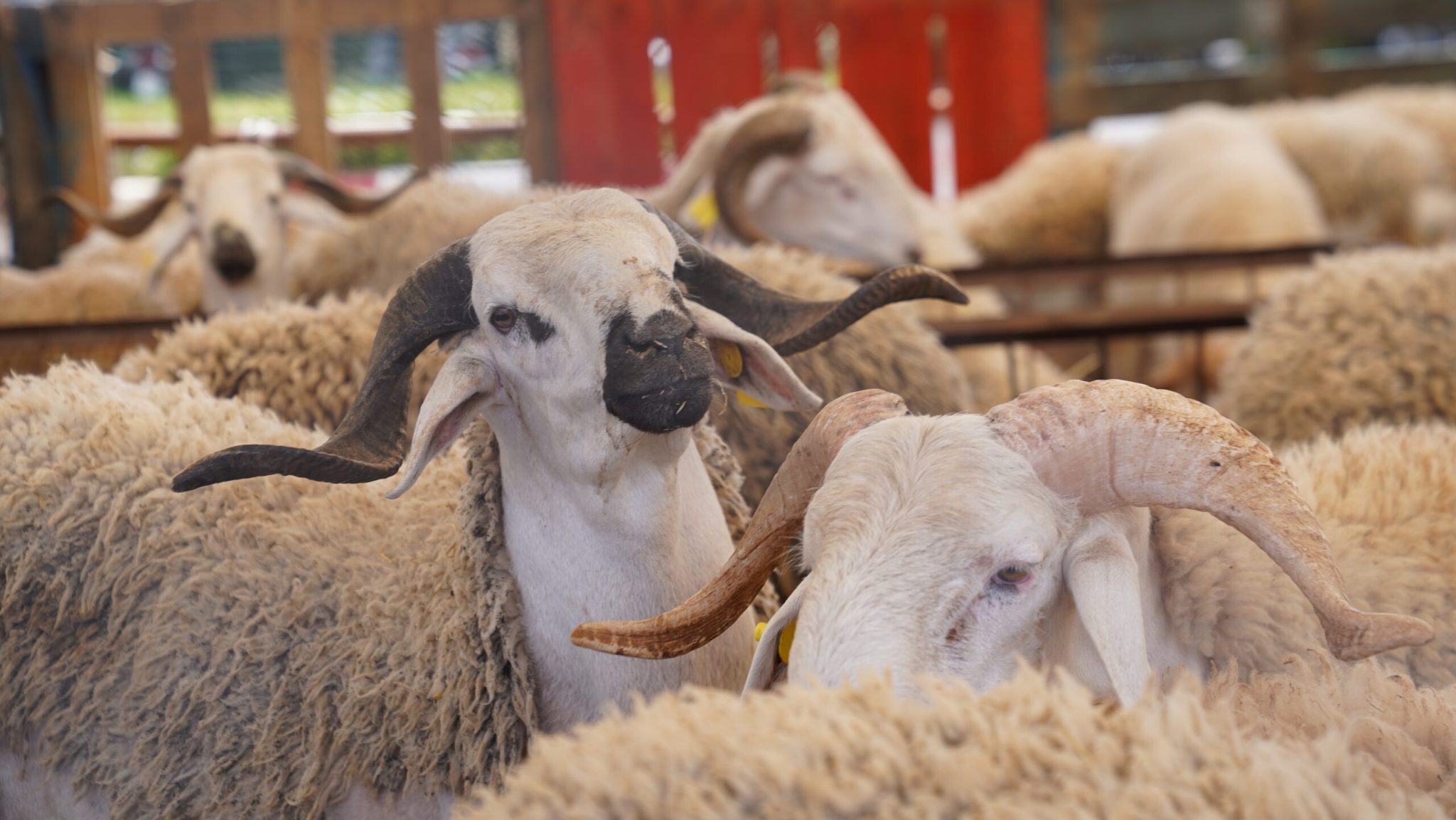 viande ovine