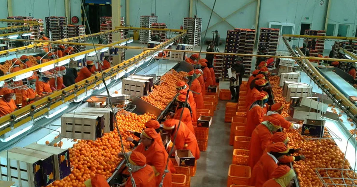 Les agrumes marocains séduisent le Japon : un nouveau marché à haute valeur ajoutée conquis