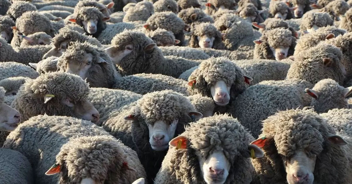 Soutien à la filière bovine et ovine: l’opposition réclame une commission d’enquête parlementaire