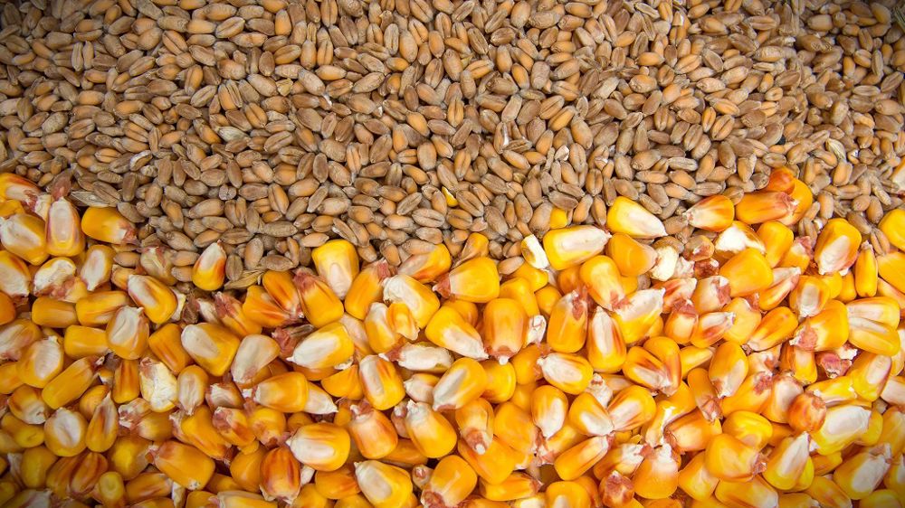 cereals wheat and corn