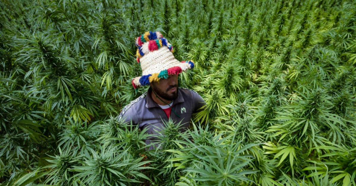 Cannabis licite Maroc