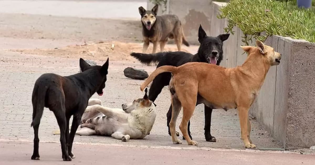 parasite, mouche du chien, mouche louse , chiens, chercheurs maroco-allemands,
