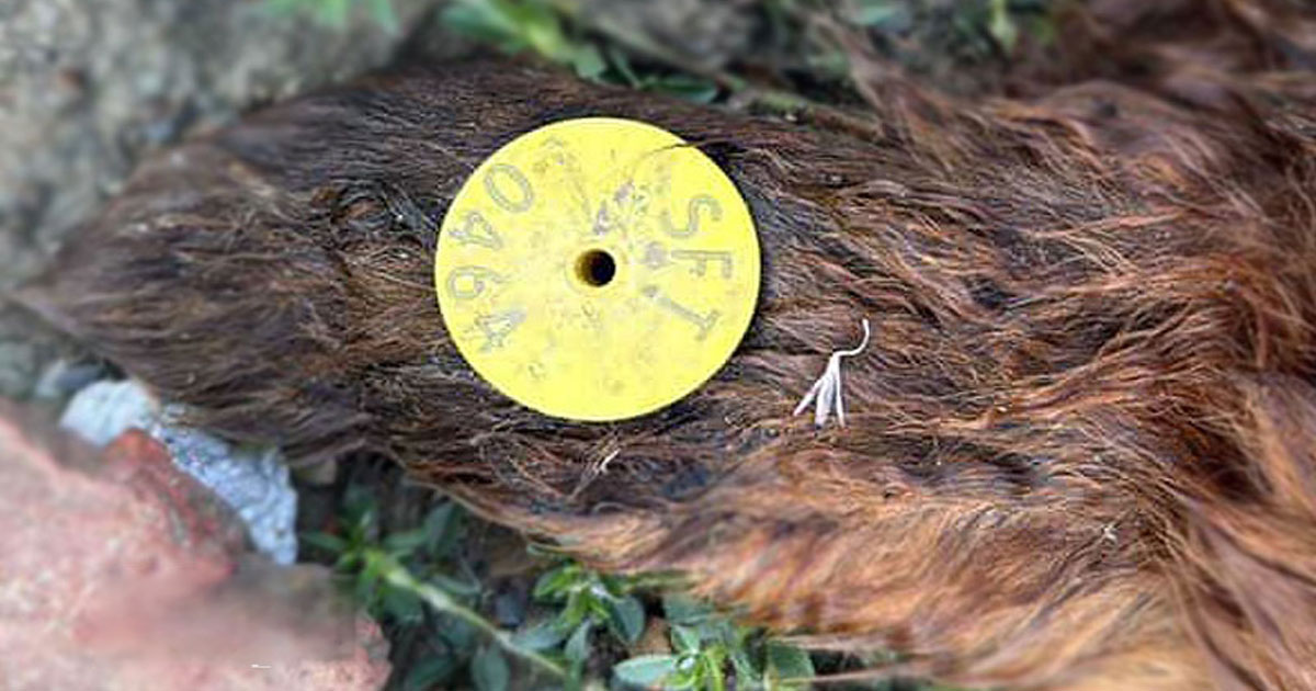 Abattage de chiens vaccinés à Tanger: indignation après la mise à mort de chiens vaccinés à El Ghendouri
