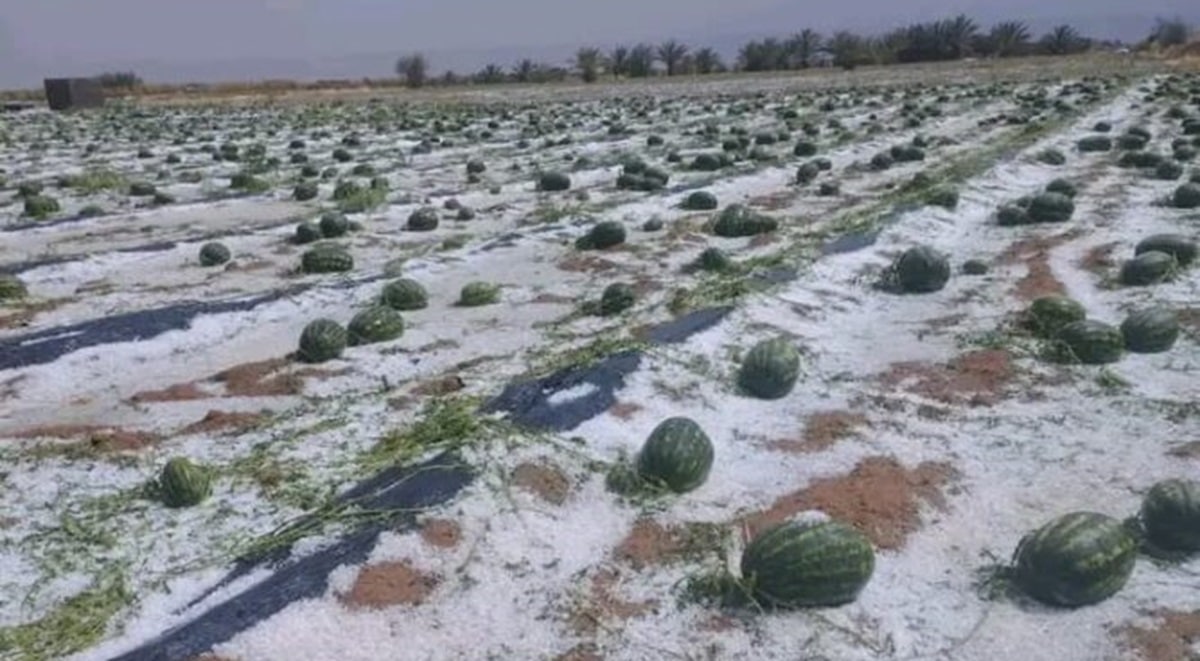 pasteque zagora grele