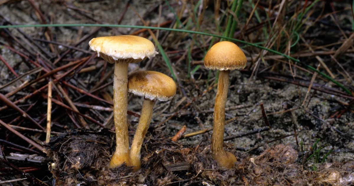 champignons hallucinogènes