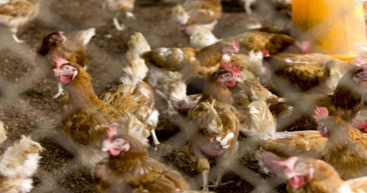 poulet, prix