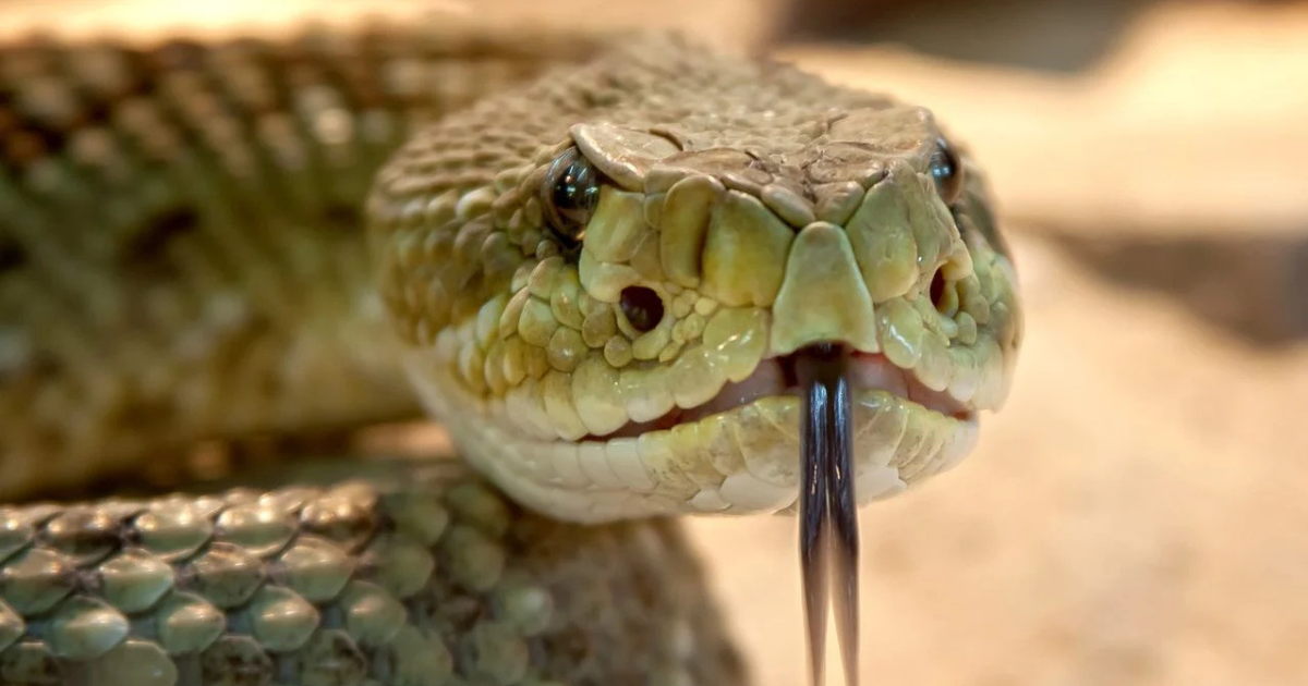 serpent morsure