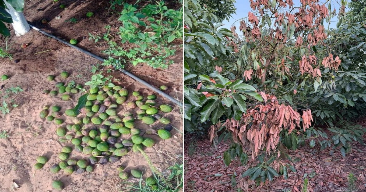 Avocat sécheresse