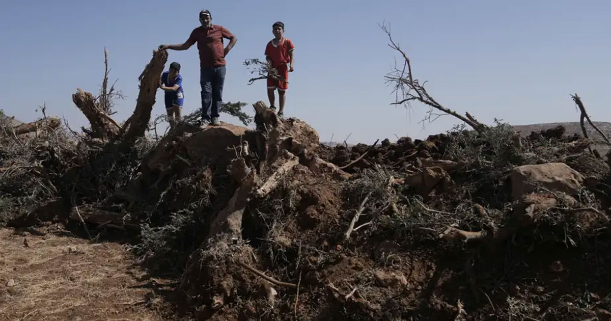 Cisjordanie : des centaines d’oliviers palestiniens déracinés sous protection de l’armée israélienne