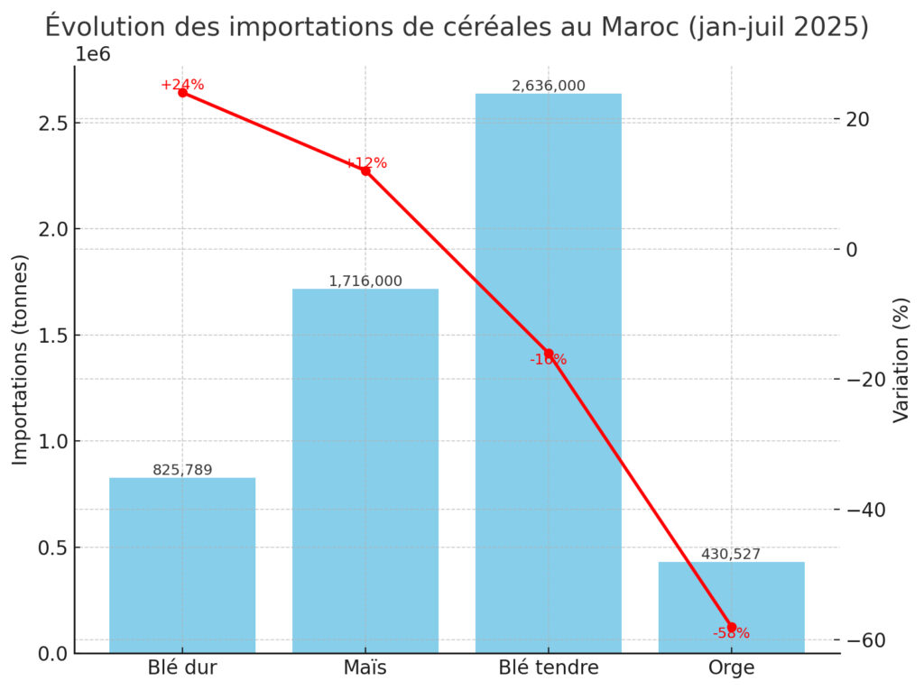 Evolution des importations de céréales du Maroc entre janvier et juillet 2025