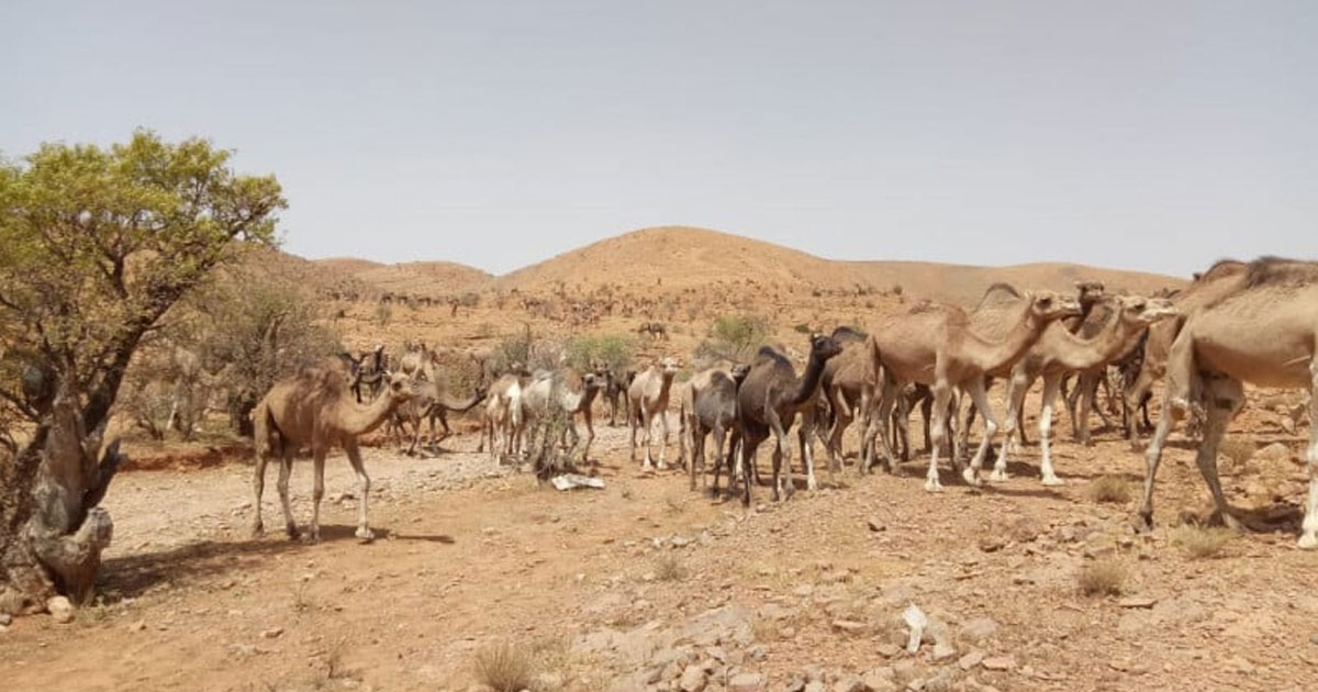 Récurrence des conflits liés au pastoralisme des bergers nomades : le PPS interpelle le ministère de l’Intérieur