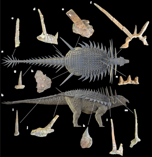 Spicomellus afer Maroc