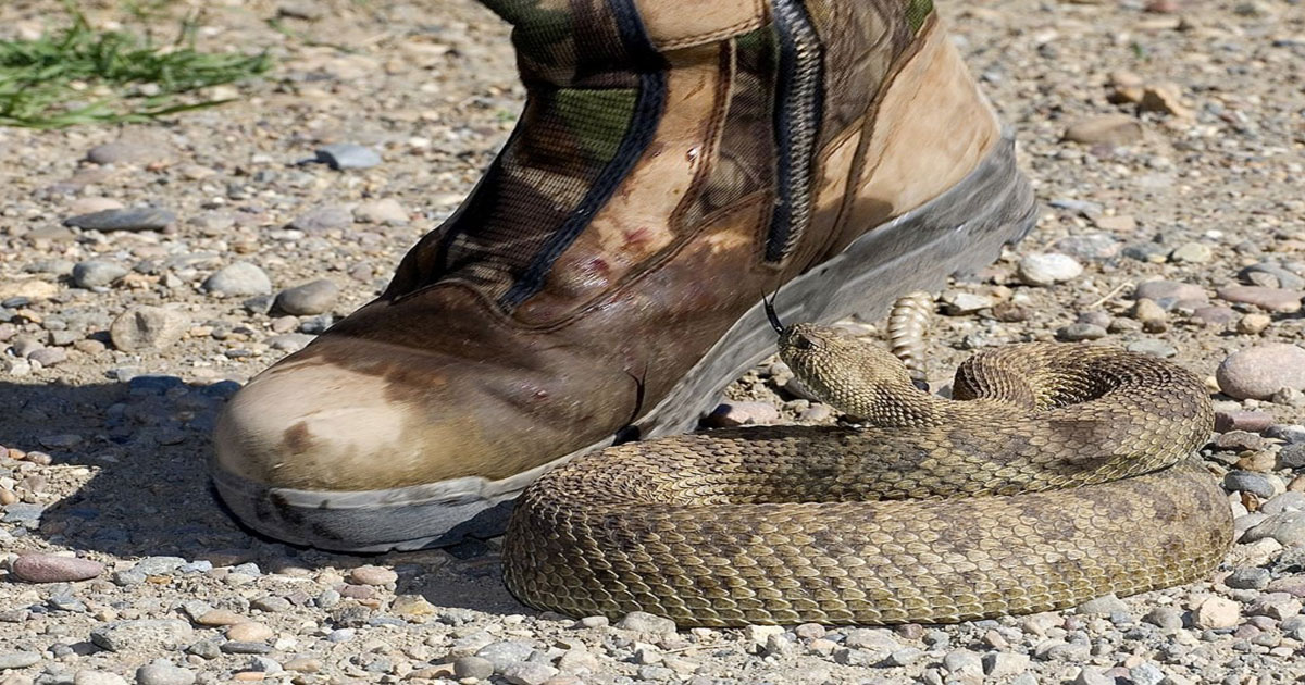 Après la tragédie d’Essaouira, le Parlement exige des antidotes contre les morsures de serpents
