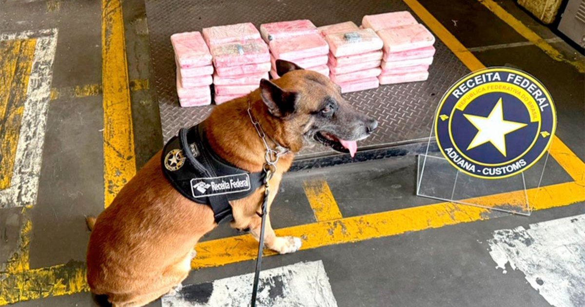 chien policier enzo à côté de la cocaïne saisie