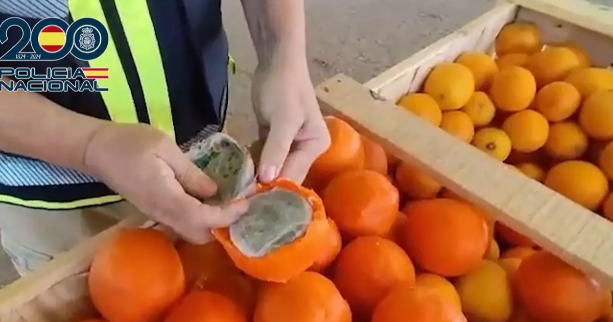du haschich caché dans des fausses oranges