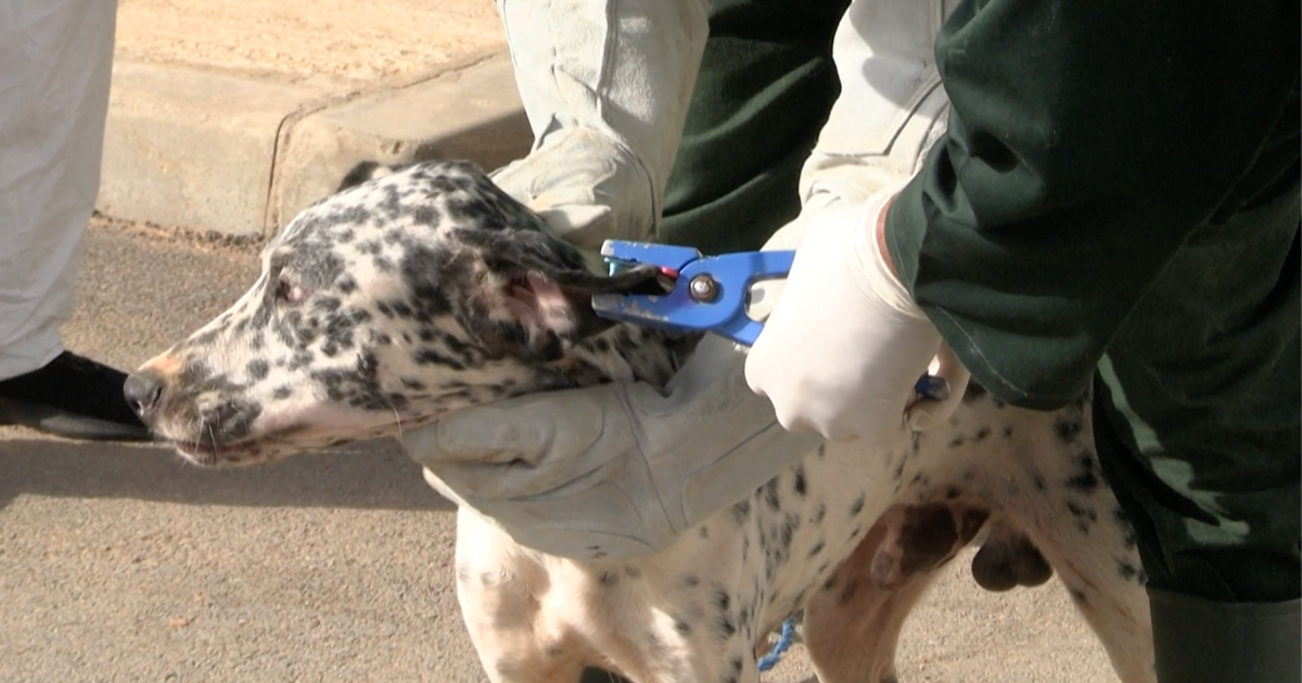 tnvr chiens errants Maroc