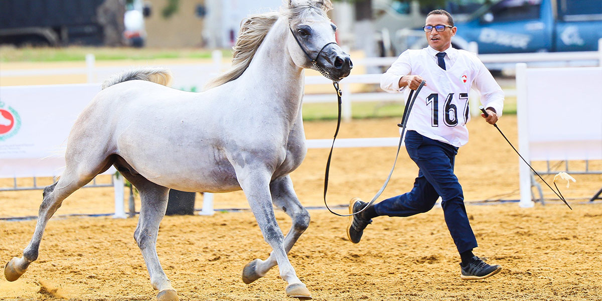 Coupe nationale des éleveurs de chevaux pur-sang arabe : « Nihad Bouznika » et « Dirwate Bouznika » remportent l’or
