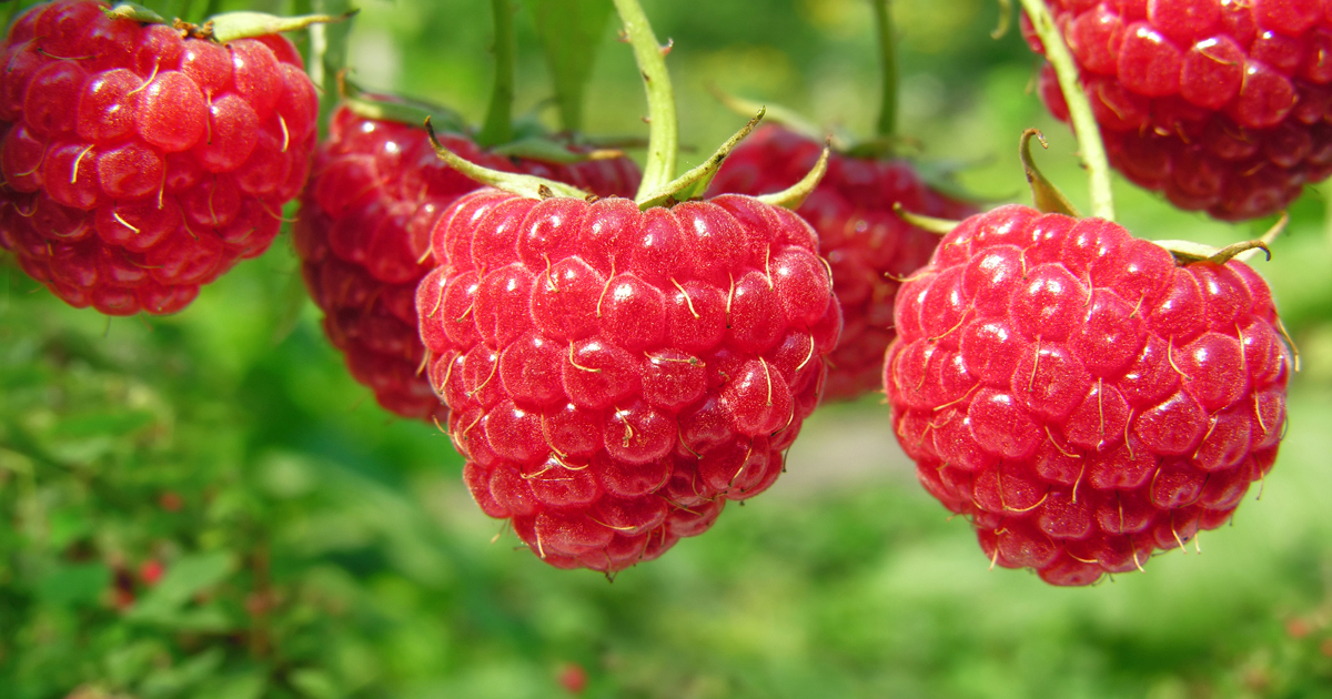Framboises exportations
