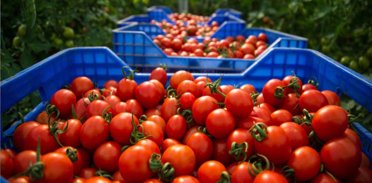 tomates, Maroc, Espagne, agriculture, agro-industrie, Exportations de tomates, 
